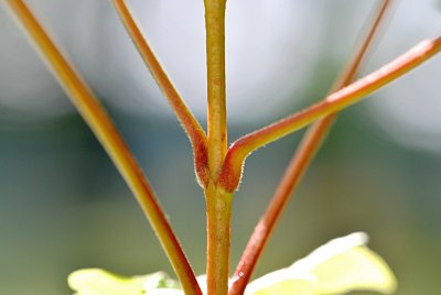 Acer miyabei - javor Miyabeův - nasedání stonků listů na větévku detail (61)